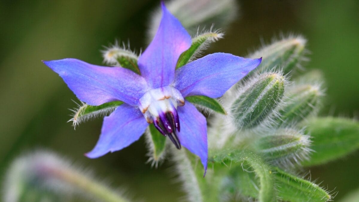 Bee-Friendly Blooms: 12 Flowers That Attract Bees All Season Long 4 Bee-Friendly Blooms: 12 Flowers That Attract Bees All Season Long - borage flower dp86627240