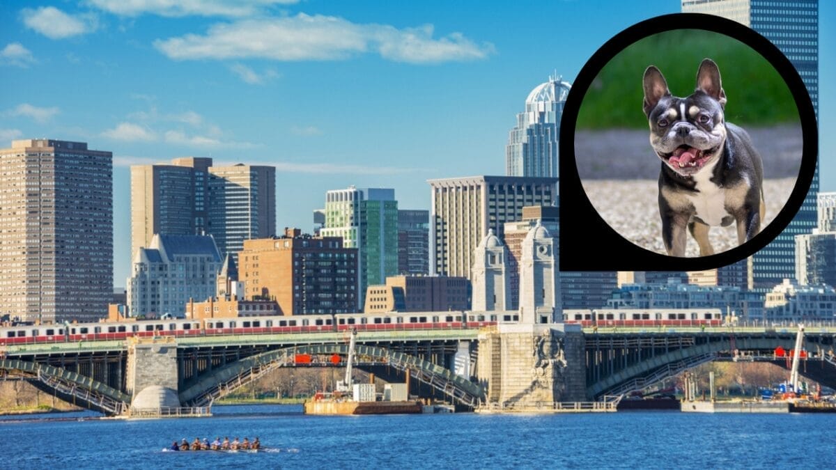 15 American Cities With the Cutest Dogs 13 15 American Cities With the Cutest Dogs - boston massachusset ss636116774 dp475314580