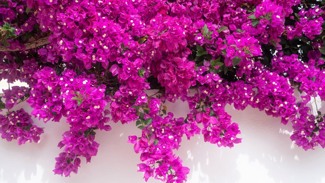 15 Flowering Vines That Beat the Weeds Every Time 10 15 Flowering Vines That Beat the Weeds Every Time - bougainvillea ss2173283349