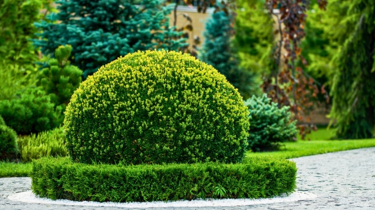 15 Plants That Transform Fence Lines Into Living Masterpieces 10 15 Plants That Transform Fence Lines Into Living Masterpieces - boxwood shrub dp333286814