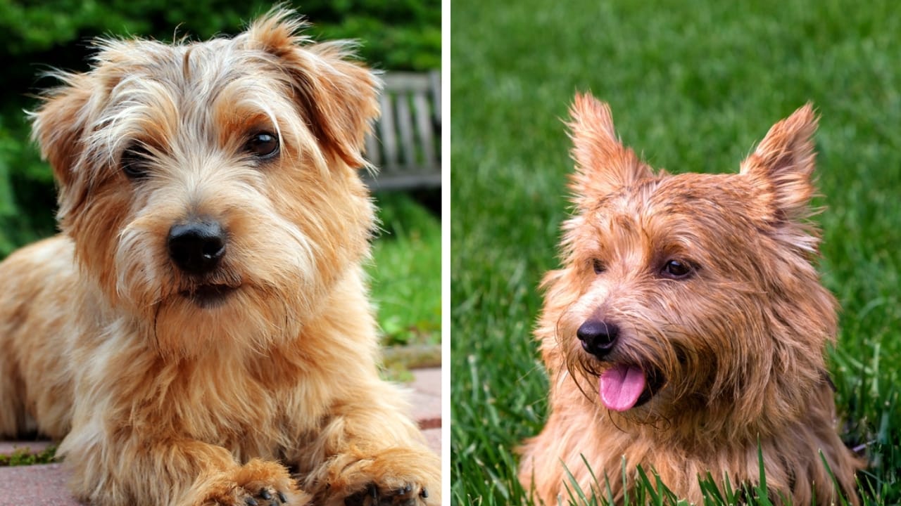 Norfolk & Norwich Terriers are More Different Than You Think - breed norfolk and norwich terrier ss205479391519074674