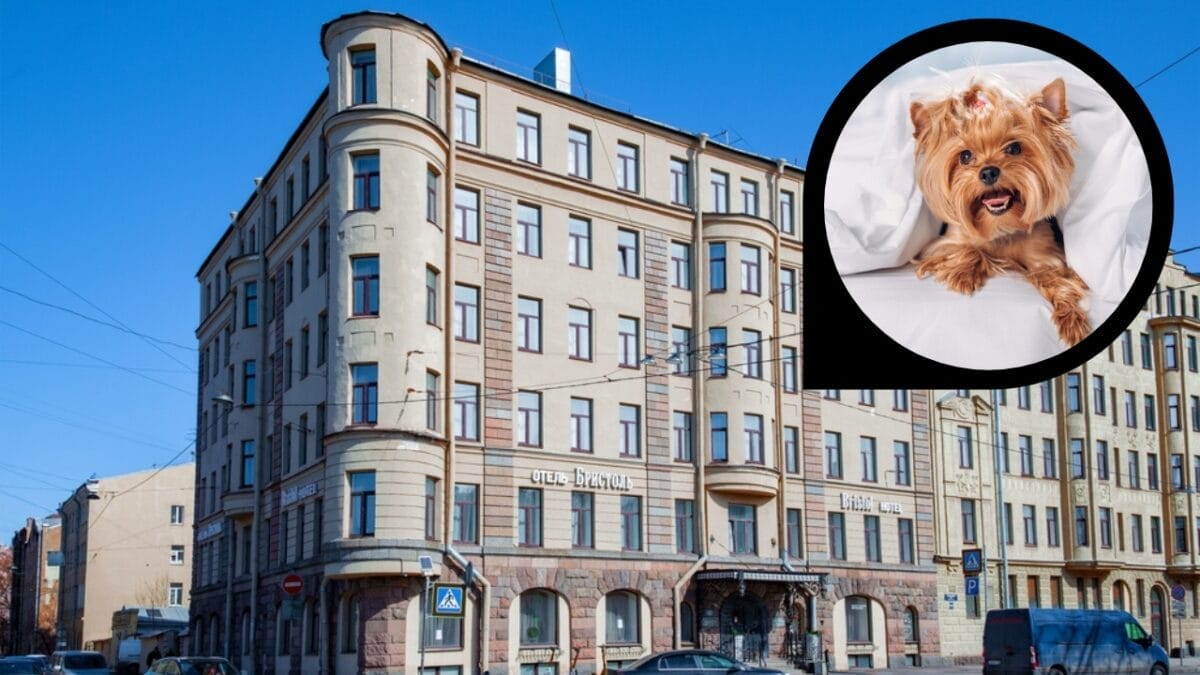 15 Hotels in the U.S. Redefining Pet-Friendly Stays 6 15 Hotels in the U.S. Redefining Pet-Friendly Stays - bristol hotel ss2448182871 dp189702724