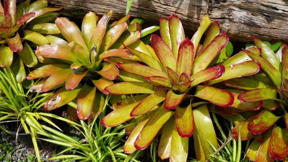 18 Plants That Flourish in Humid Bathrooms 17 18 Plants That Flourish in Humid Bathrooms - bromeliads plant ss2344072977