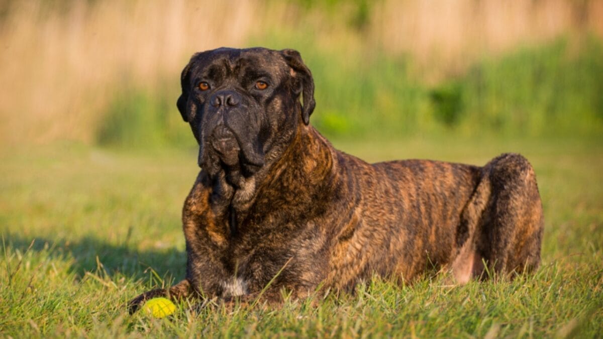 13 Dog Breeds Facing Bans & Restrictions Worldwide 11 13 Dog Breeds Facing Bans & Restrictions Worldwide - brown cane corso dog sitting grass ss1123544222