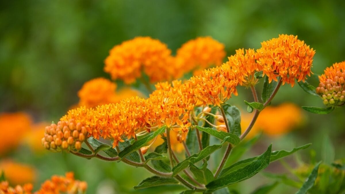 15 Plants That Keep Weeds Out & Pollinators In - butterfly weed ss2164716373
