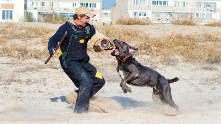 Debunking the Top 10 Cane Corso Myths 5 Debunking the Top 10 Cane Corso Myths - cane corso dog biting man ss1284102487
