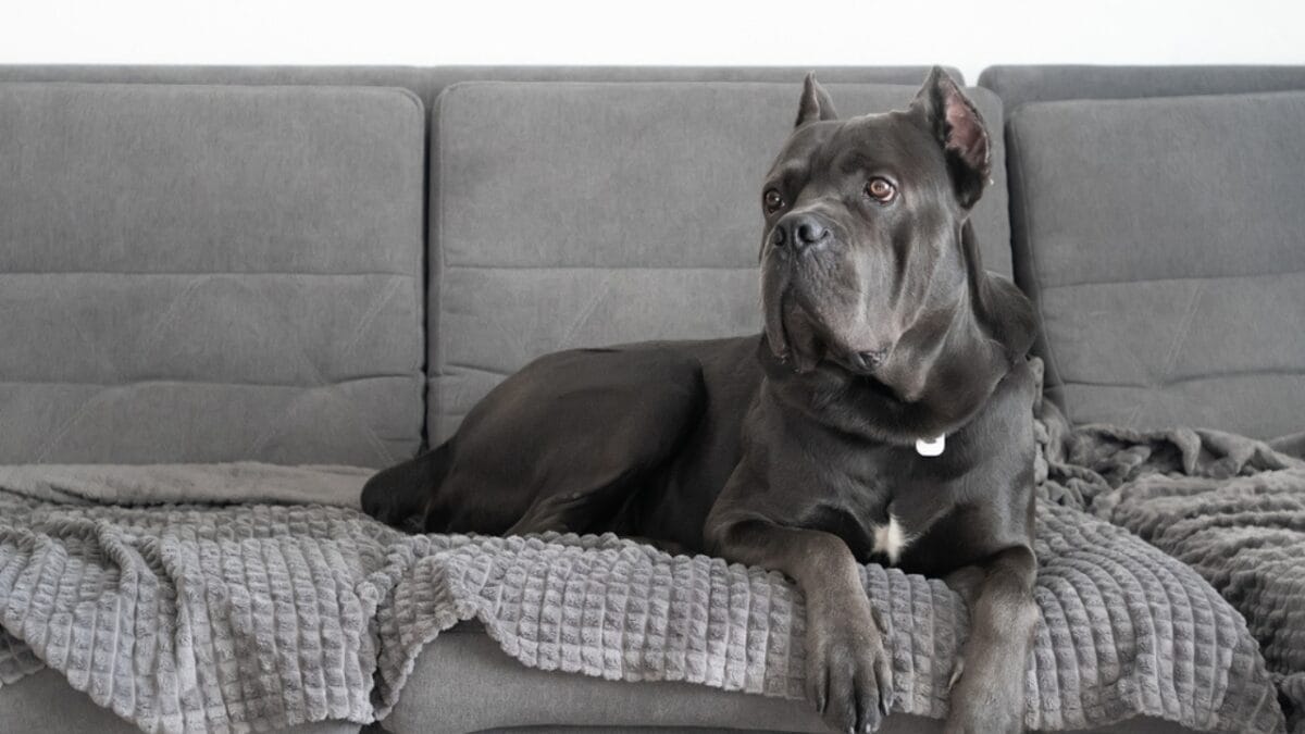 Debunking the Top 10 Cane Corso Myths 5 Debunking the Top 10 Cane Corso Myths - cane corso dog sitting couch ss1663525456