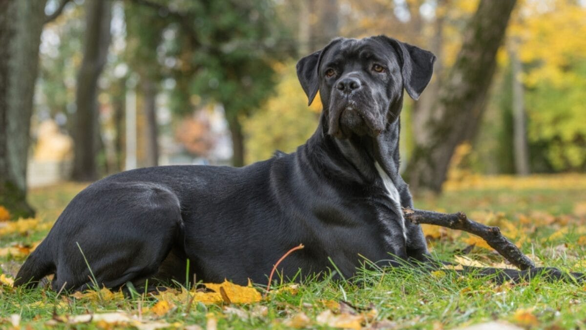 15 Tough Dog Breeds That Prove They Can Handle Anything 8 15 Tough Dog Breeds That Prove They Can Handle Anything - cane corso dog sitting looking side grass ss1223823049