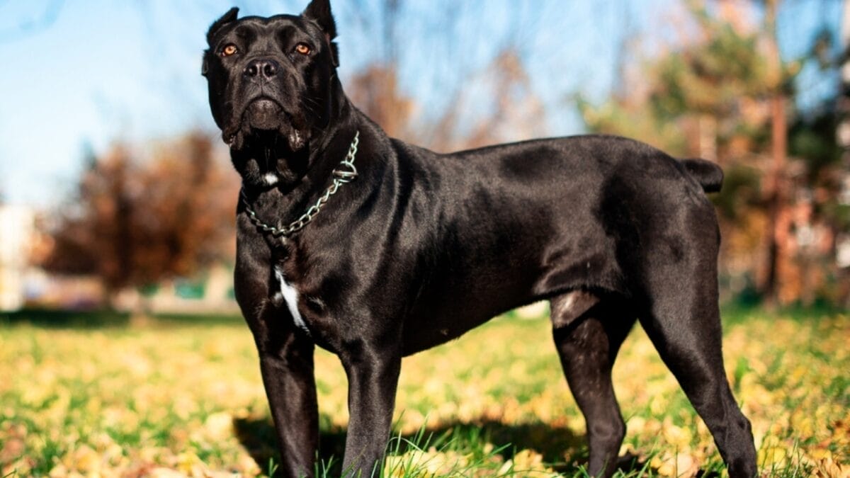 23 Dog Breeds That Could Be Lifesavers in a Zombie Apocalypse - cane corso dog standing looking front ss2227625793