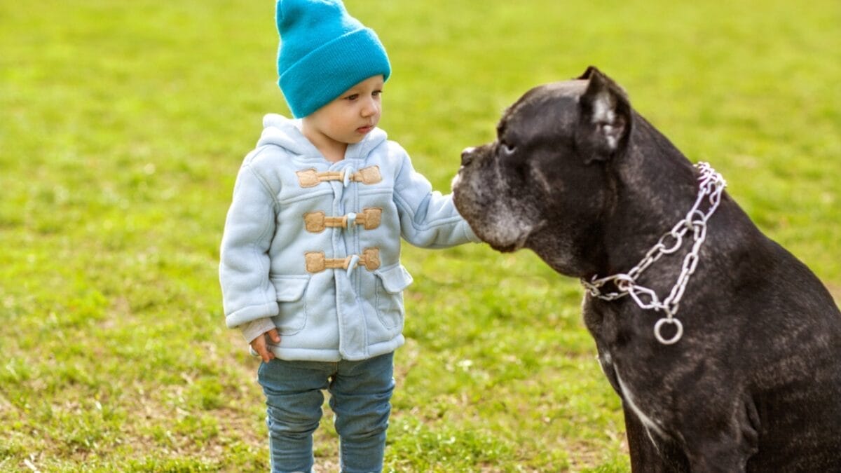 Debunking the Top 10 Cane Corso Myths 4 Debunking the Top 10 Cane Corso Myths - cane corso with child ss417098761