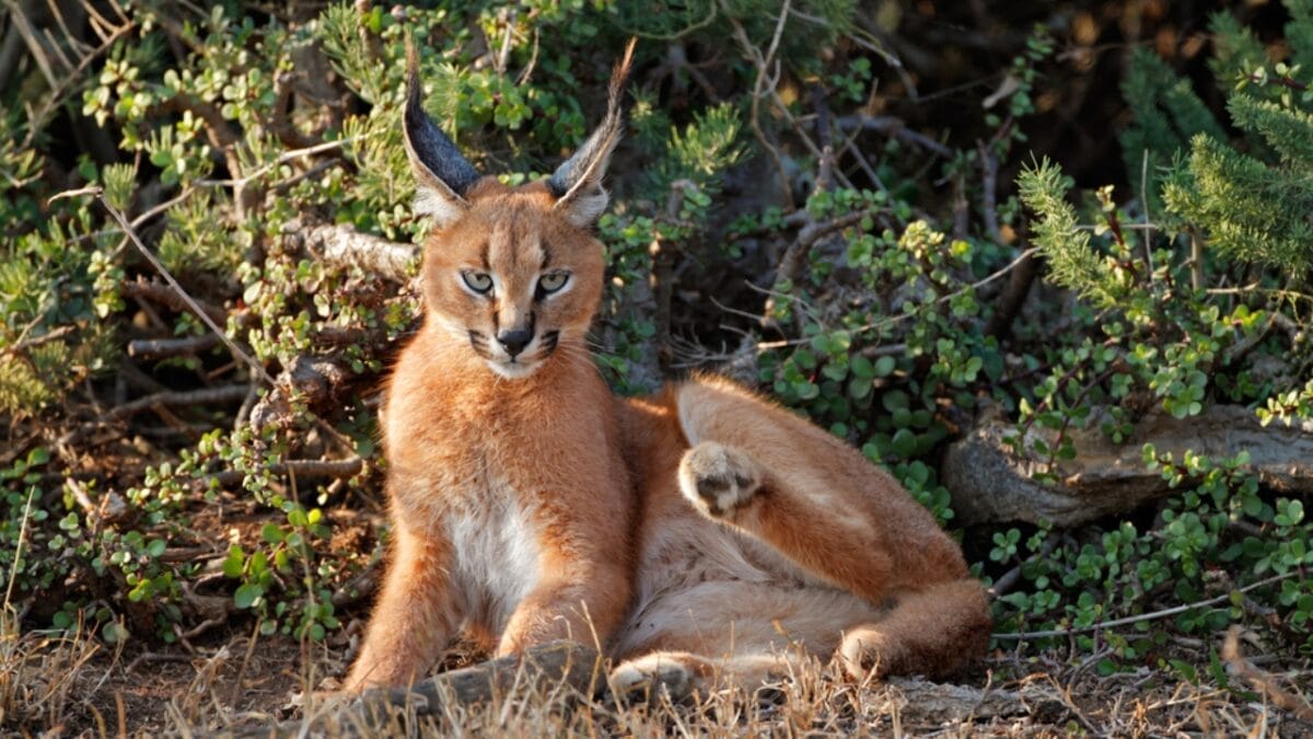 15 Wild Cats That Have Perfected the Art of the Hunt - caracal cat dp61952871