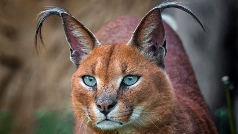 10 Majestic Wild Cats You've Never Heard of (But Will Never Forget) 2 10 Majestic Wild Cats You've Never Heard of (But Will Never Forget) - caracal cat head ss1096452878