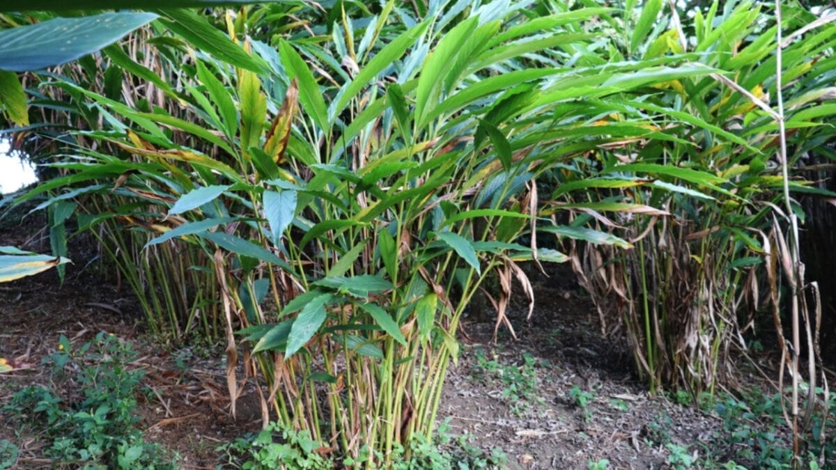 35 Shade-Loving Herbs Perfect for Your Garden - cardamom plant ss1515159620