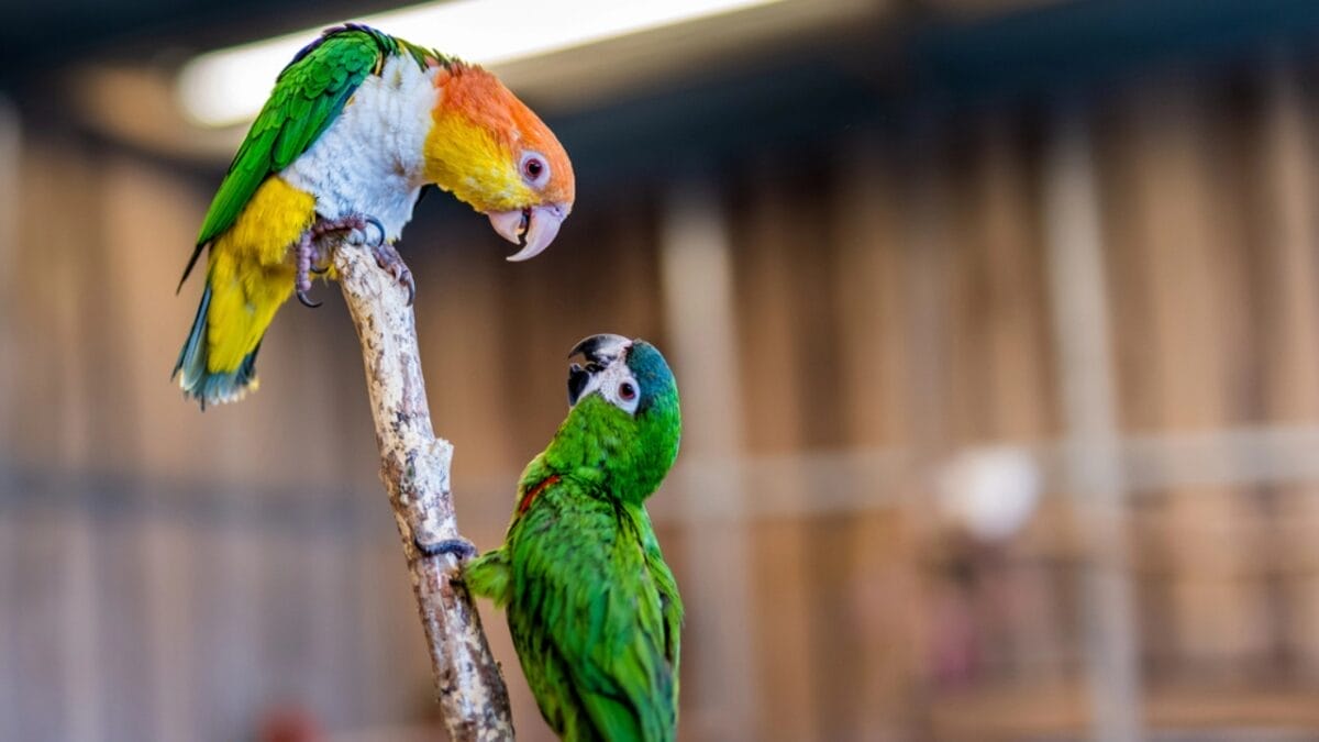 The Lazarus Effect: Could These 15 Extinct Creatures Walk the Earth Again? 10 The Lazarus Effect: Could These 15 Extinct Creatures Walk the Earth Again? - carolina parakeet dp247499906