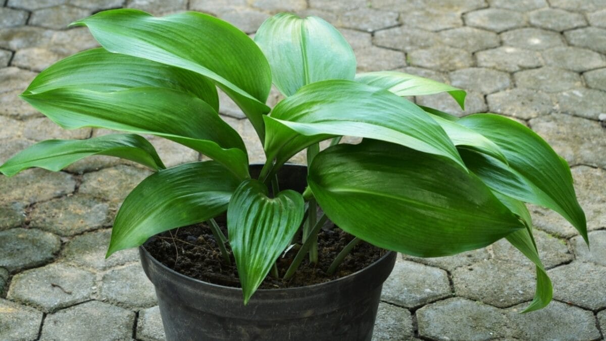 10 Japanese Houseplants for a Calming & Peaceful Living Space - cast iron plant ss2174241179