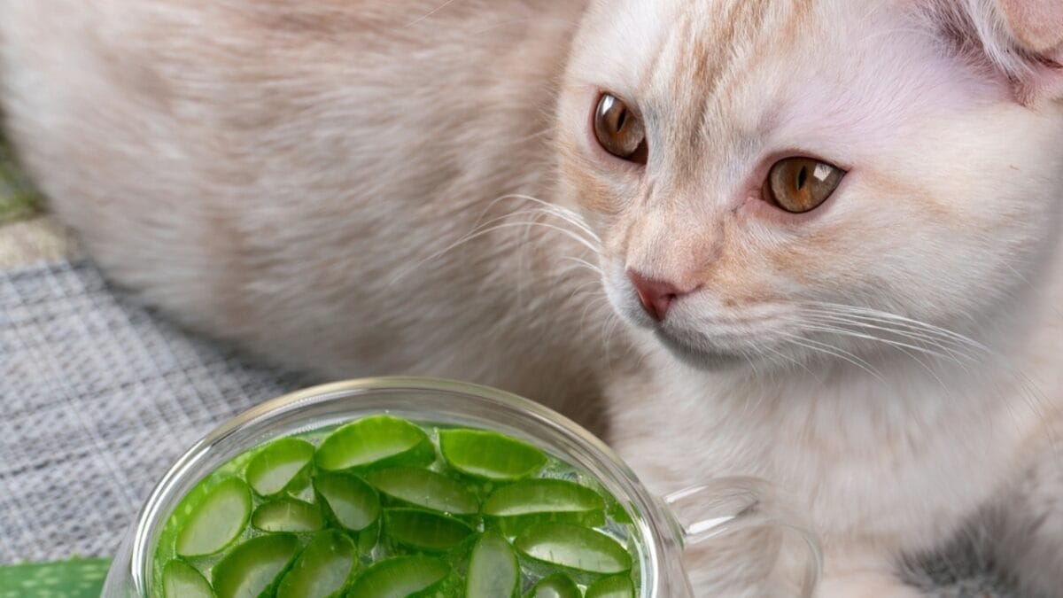 15 Ways to Calm Your Cat's Itchy & Irritated Skin 13 15 Ways to Calm Your Cat's Itchy & Irritated Skin - cat aloe vera ss2264538331