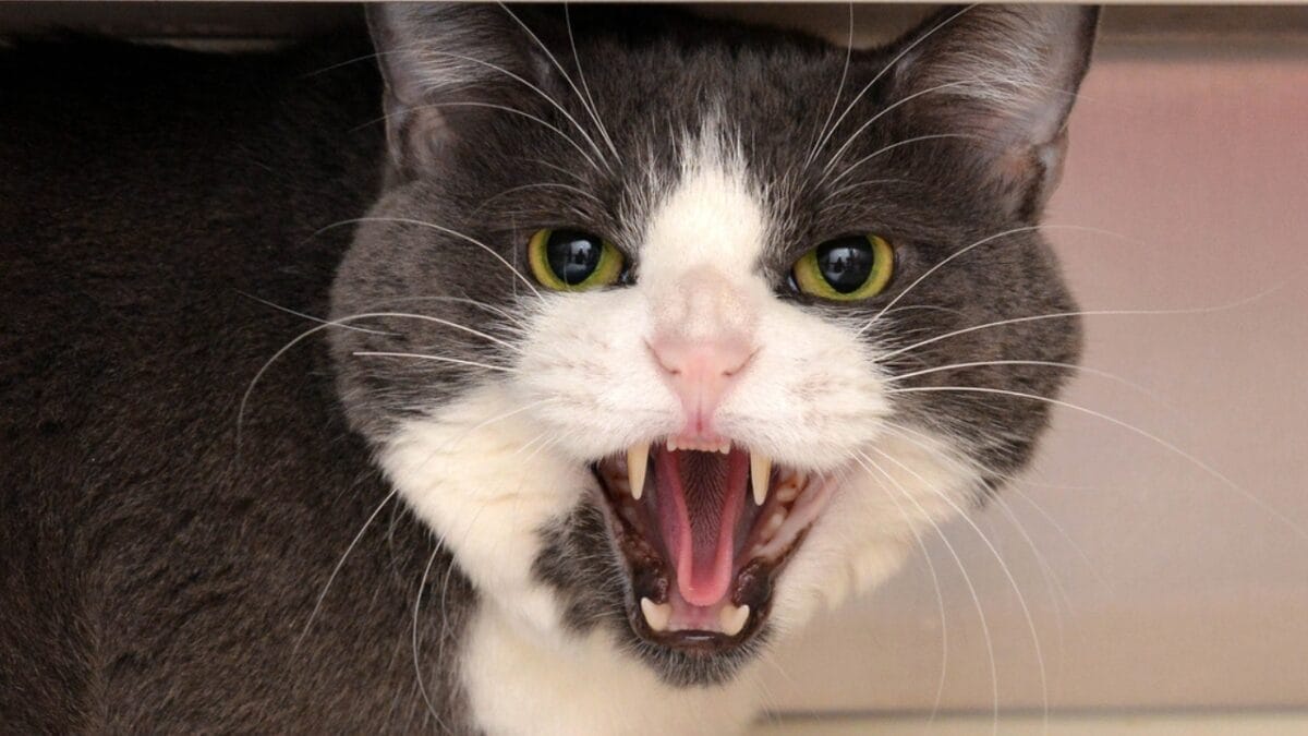 25 Ways to Help Your Cat Feel Calm, Safe, & Relaxed at Home 12 25 Ways to Help Your Cat Feel Calm, Safe, & Relaxed at Home - cat angry ss1796066071