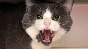 Feline Intuition: Can Cats Really Sense Danger before It Strikes? 1 Feline Intuition: Can Cats Really Sense Danger before It Strikes? - cat angry ss1796066071