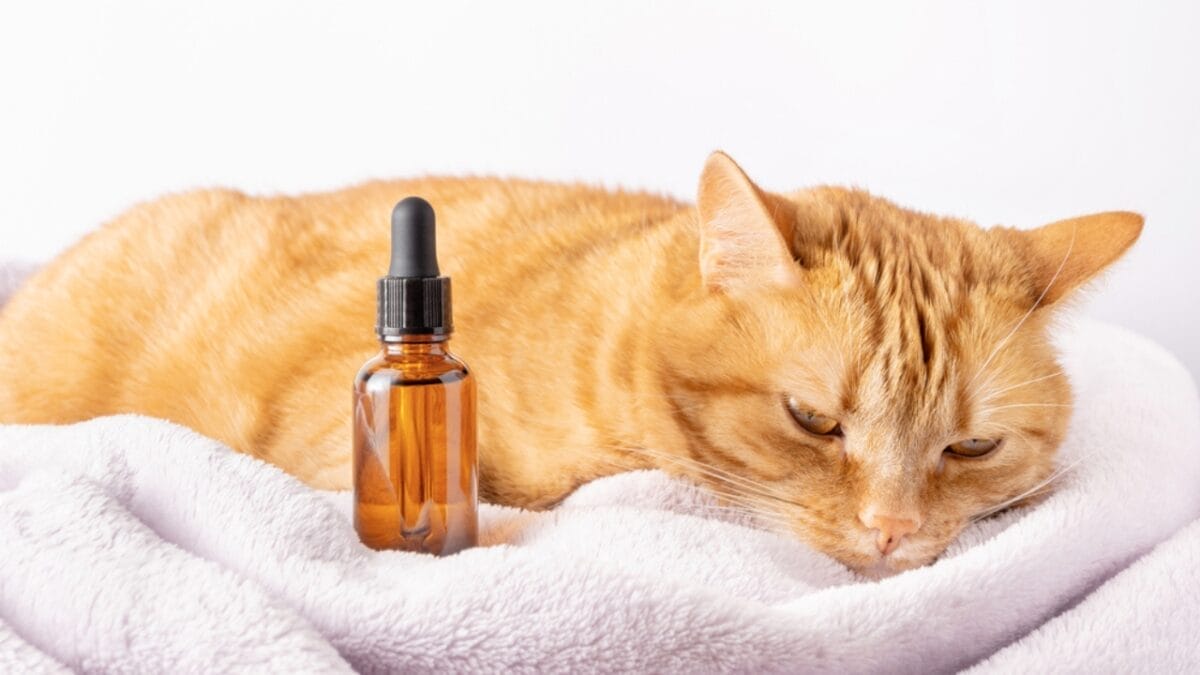 15 Ways to Calm Your Cat's Itchy & Irritated Skin 11 15 Ways to Calm Your Cat's Itchy & Irritated Skin - cat coconut oil ss1976924624