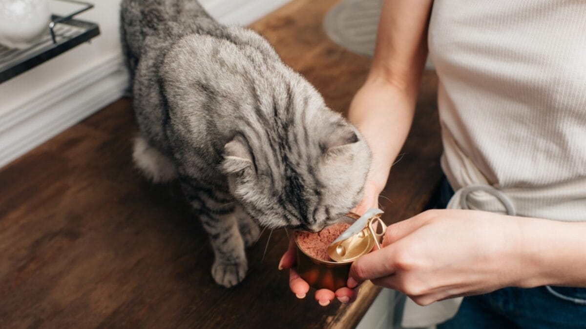 30 Ways to Become Your Cat's Best Friend - cat food dp277808642