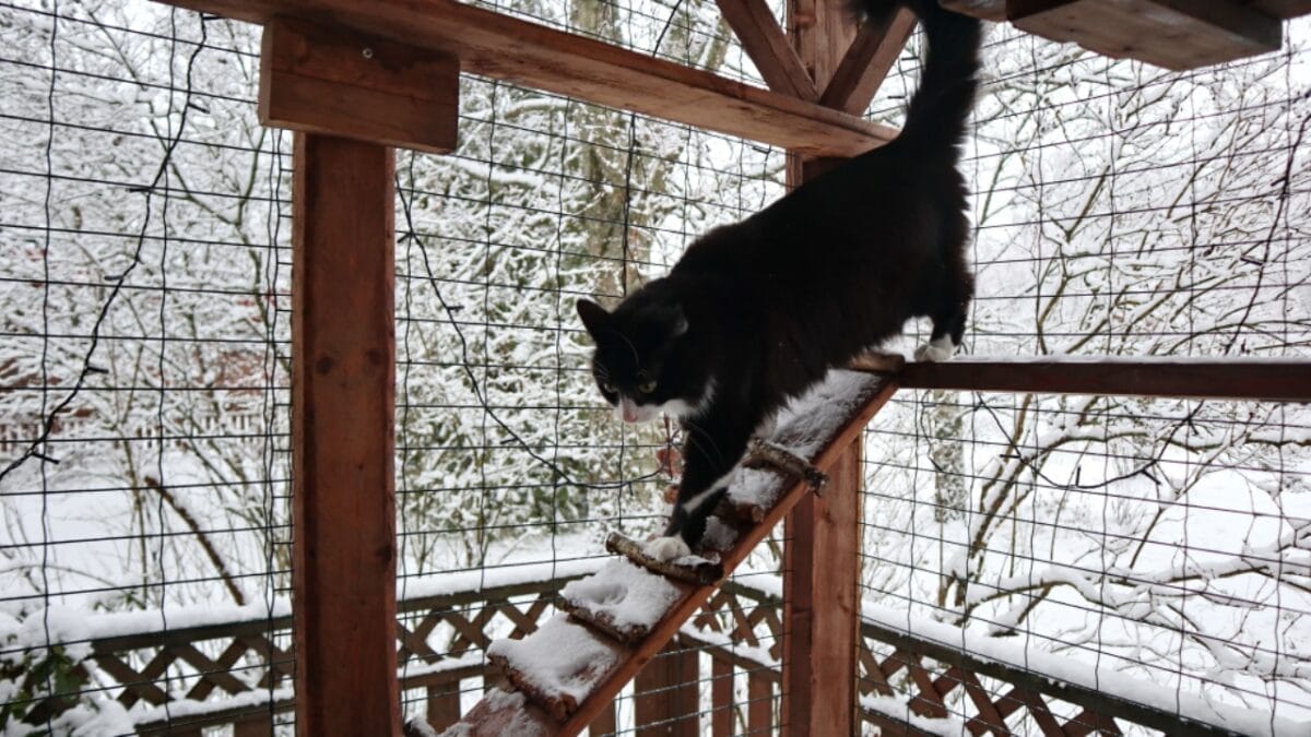 18 Astonishing Cat Facts That Challenge Everything You Thought You Knew 12 18 Astonishing Cat Facts That Challenge Everything You Thought You Knew - cat in enclosed area ss1261985896