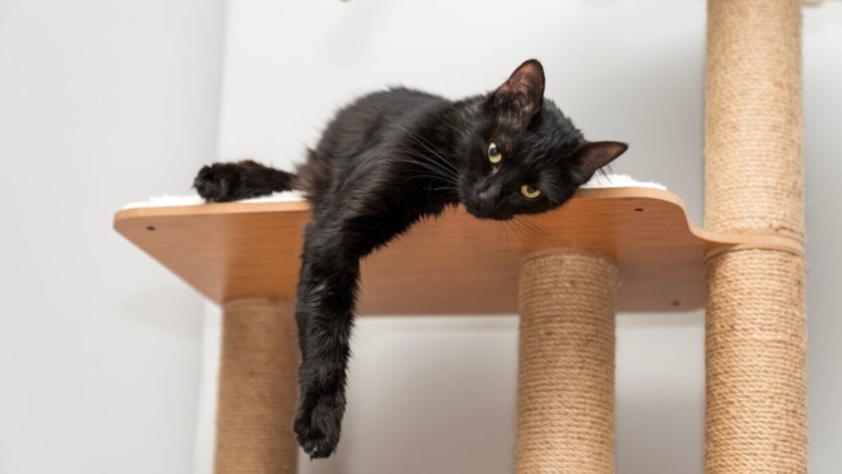 30 Ways to Become Your Cat's Best Friend - cat in scratching toy ss2447024529