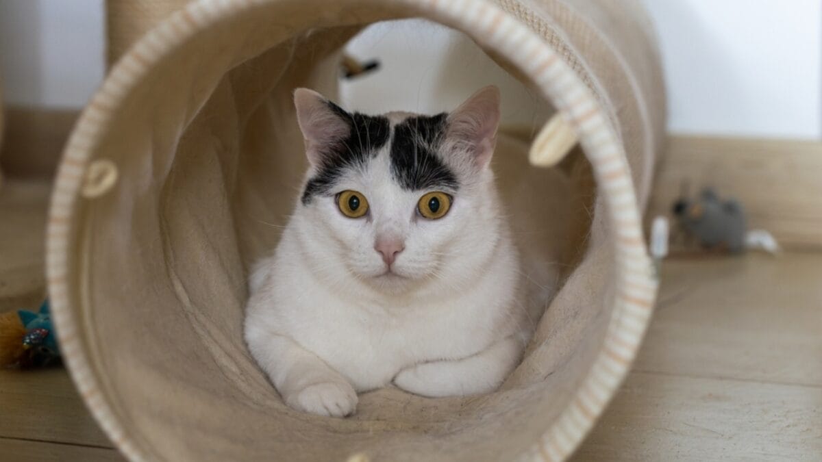 Why Cats Rule: 24 Reasons They're Better Than Dogs - cat in tunnel ss2319803713