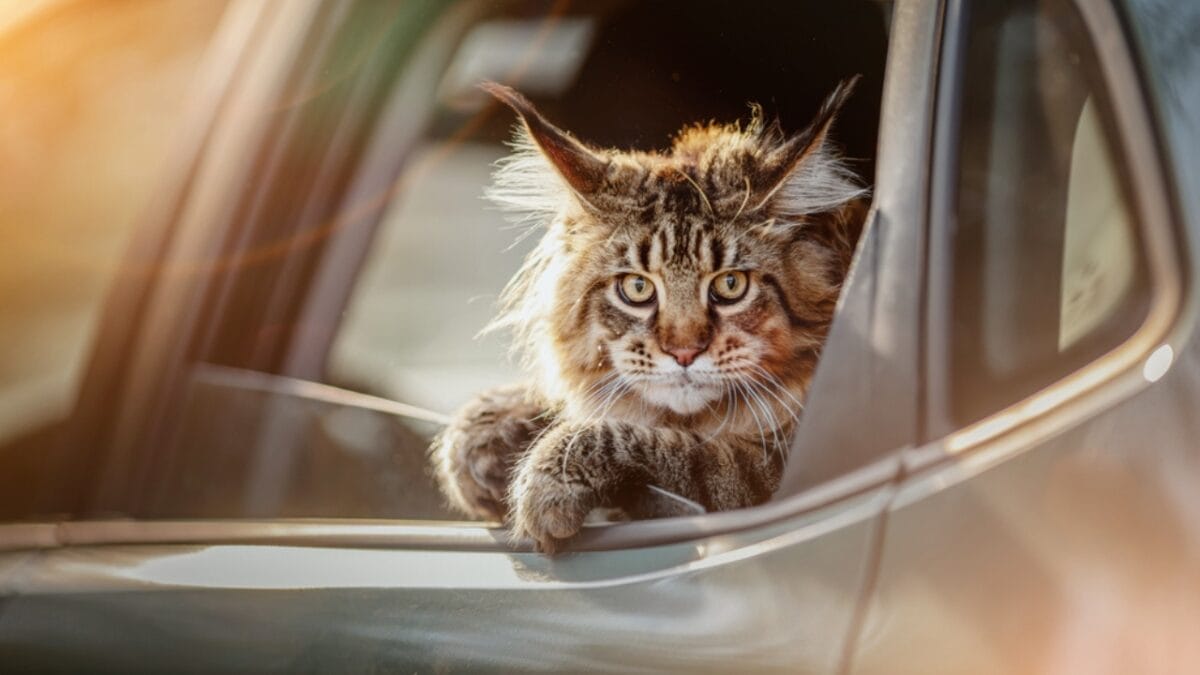 10 Odd Cat Behaviors That Happen When Living with Dogs 6 10 Odd Cat Behaviors That Happen When Living with Dogs - cat inside car ss2011951598
