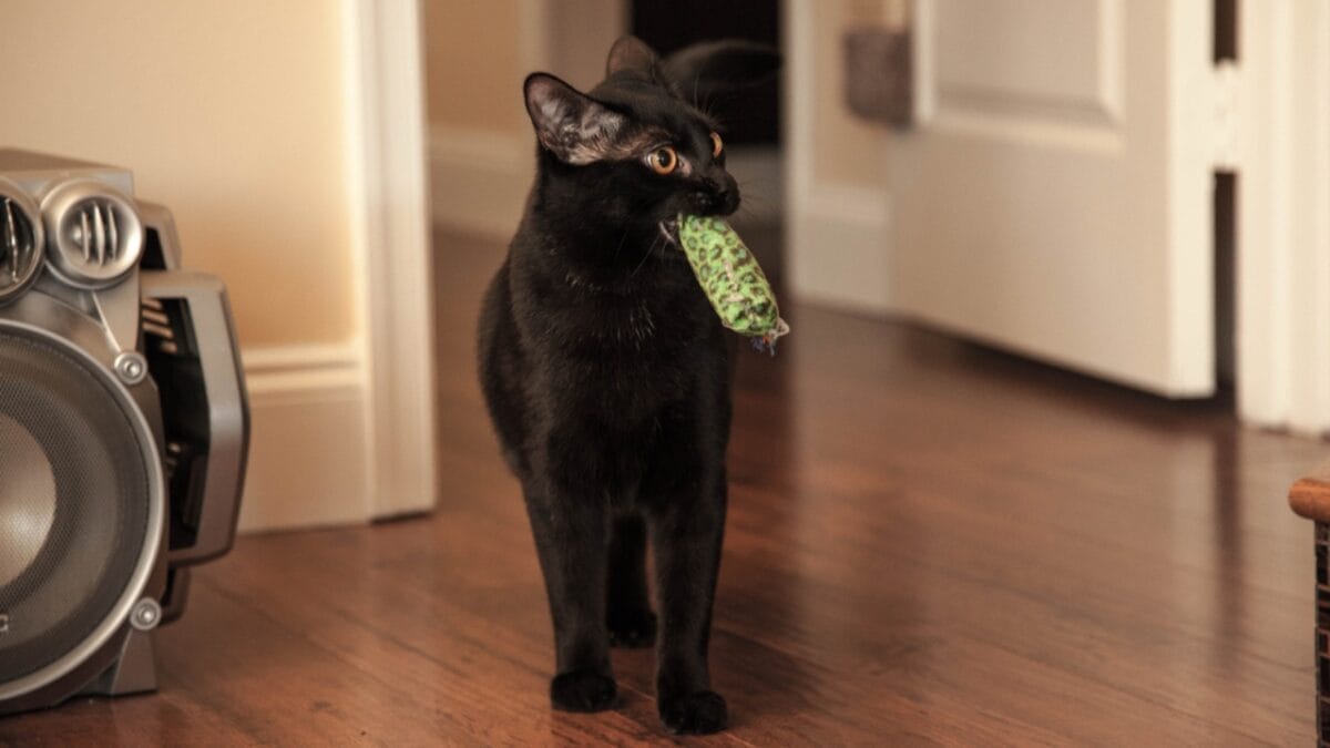 10 Odd Cat Behaviors That Happen When Living with Dogs 3 10 Odd Cat Behaviors That Happen When Living with Dogs - cat playing fetch ss426955099