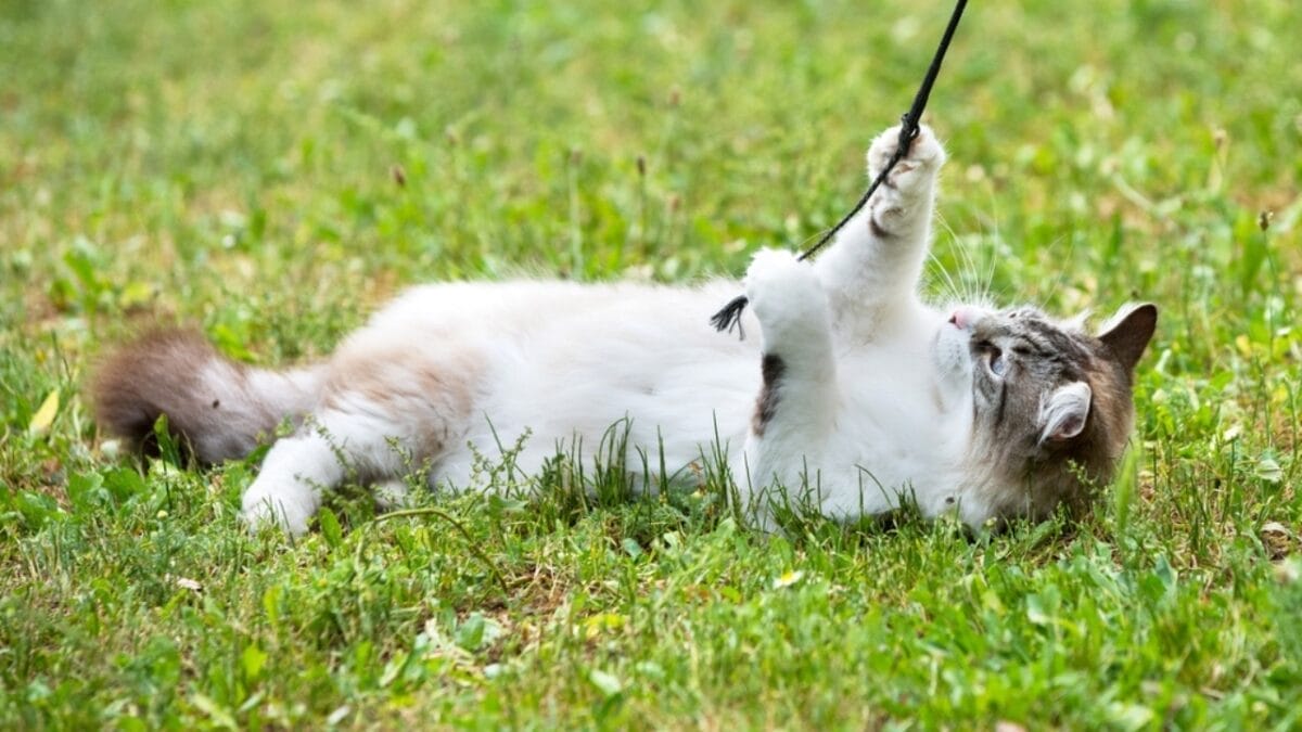 30 Ways to Become Your Cat's Best Friend 4 30 Ways to Become Your Cat's Best Friend - cat playing in grass ss2442864103