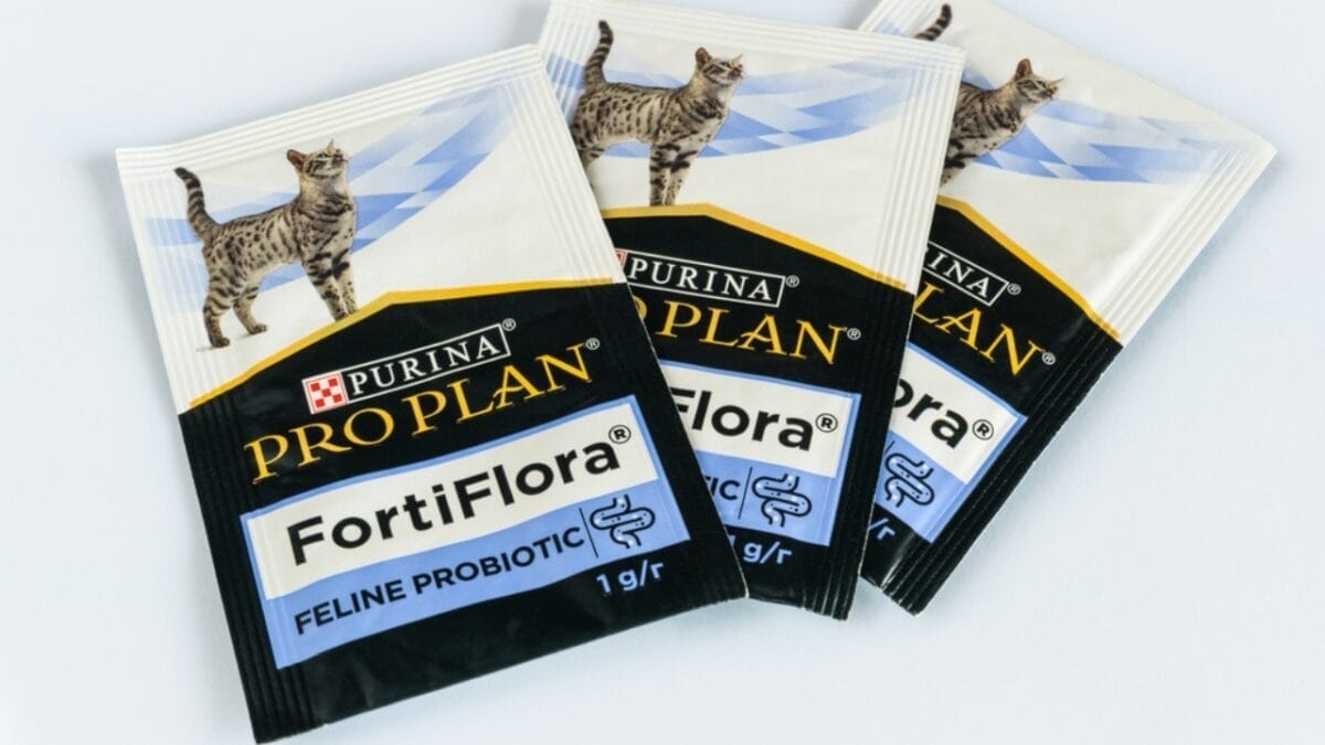 15 Ways to Calm Your Cat's Itchy & Irritated Skin 10 15 Ways to Calm Your Cat's Itchy & Irritated Skin - cat probiotic ss2465032083