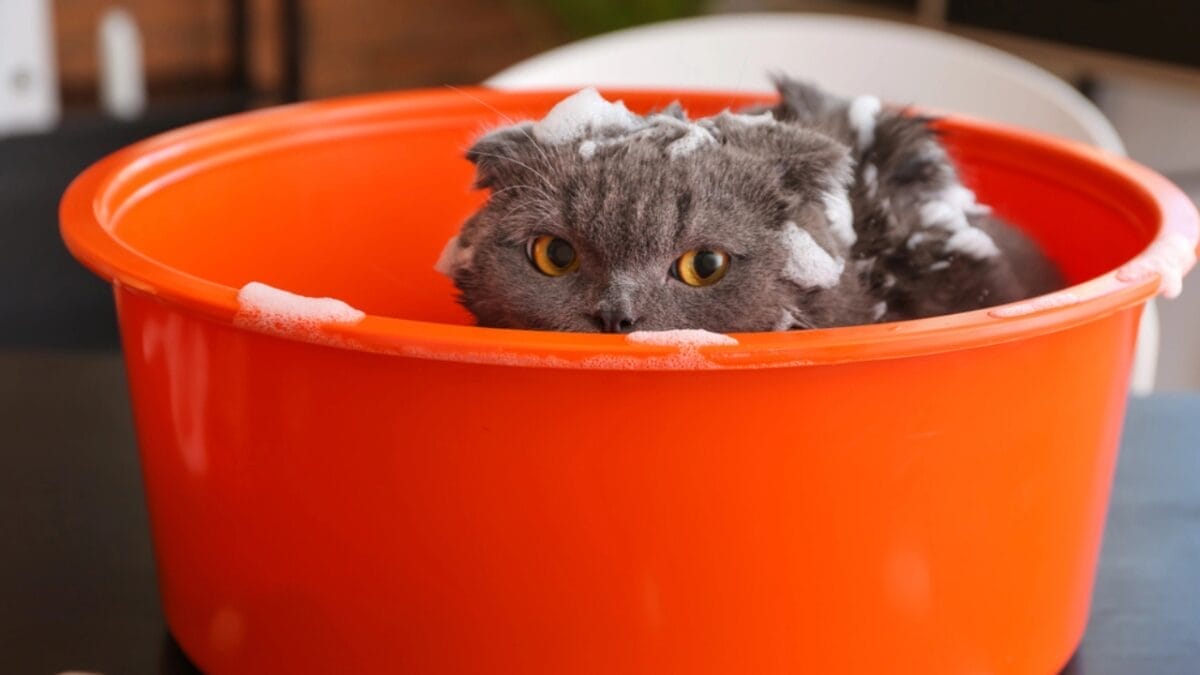 15 Ways to Calm Your Cat's Itchy & Irritated Skin 6 15 Ways to Calm Your Cat's Itchy & Irritated Skin - cat shampoo dp232369816