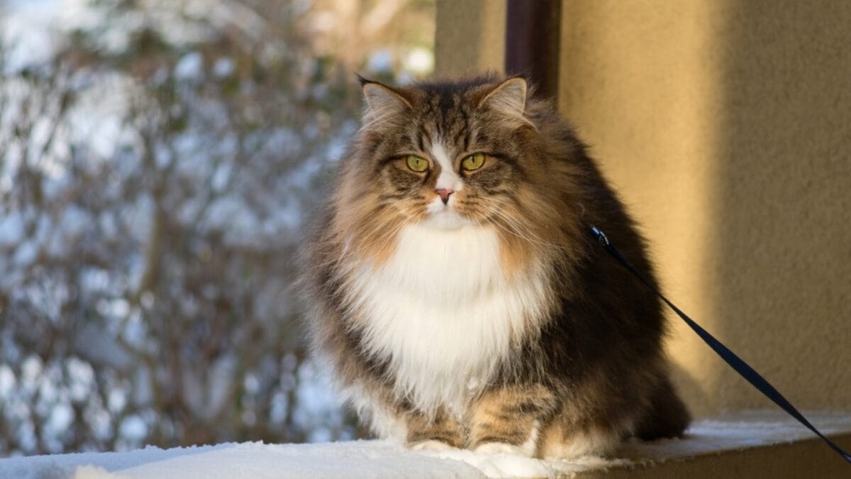 10 Odd Cat Behaviors That Happen When Living with Dogs 9 10 Odd Cat Behaviors That Happen When Living with Dogs - cat sitting porch ss2376830803