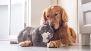 10 Odd Cat Behaviors That Happen When Living with Dogs 1 10 Odd Cat Behaviors That Happen When Living with Dogs - cat sleeping beside dog ss646123102