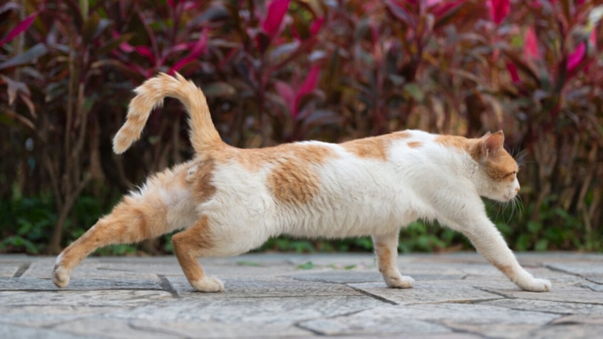 10 Behavioral Changes in Your Cat You Shouldn’t Ignore - cat stretching dp712130650