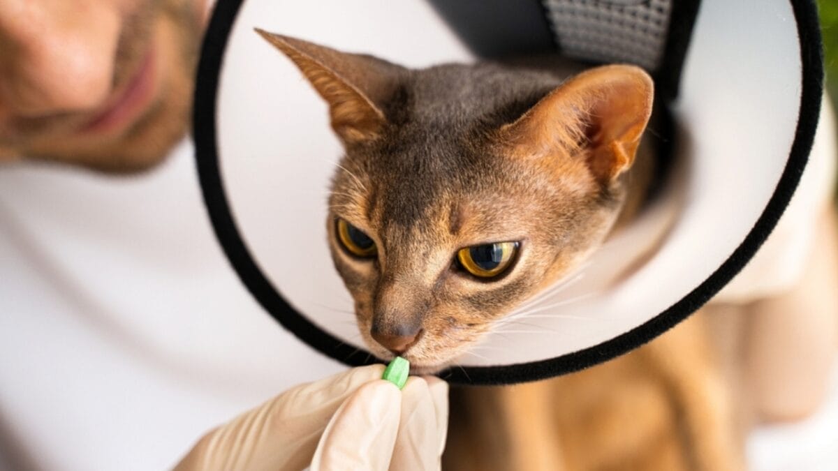 18 Ways to Help Your Senior Cat Thrive in Their Golden Years 18 18 Ways to Help Your Senior Cat Thrive in Their Golden Years - cat vitamin e ss2349332861