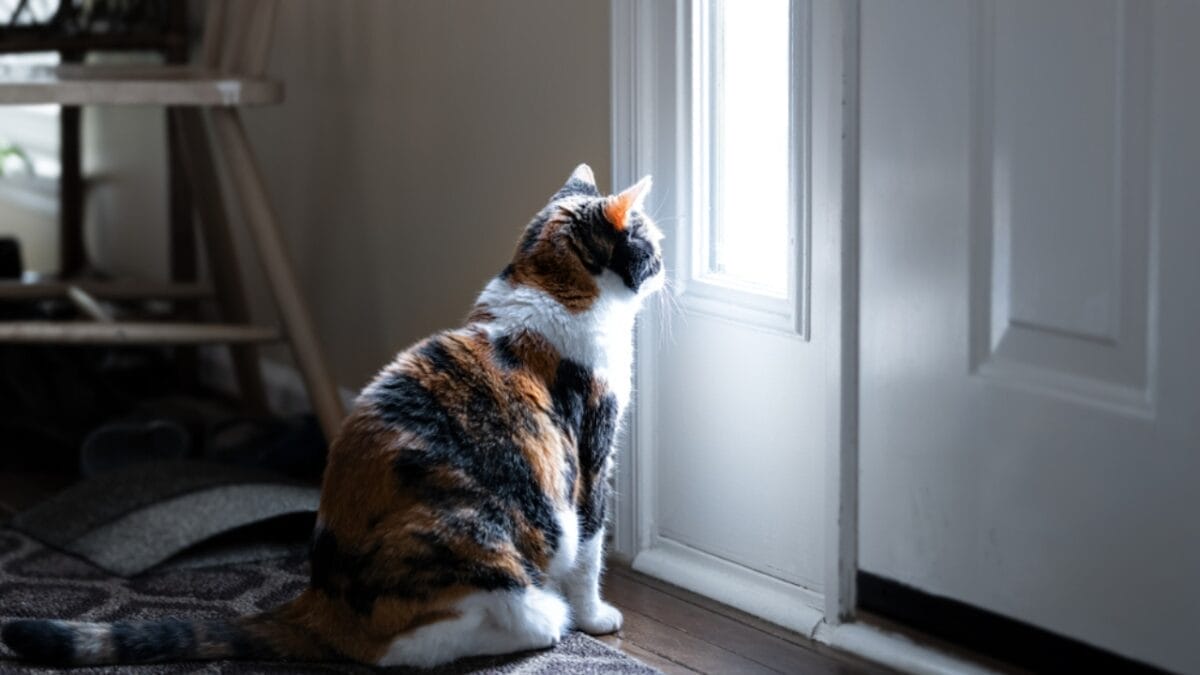 10 Odd Cat Behaviors That Happen When Living with Dogs 2 10 Odd Cat Behaviors That Happen When Living with Dogs - cat waiting at door ss1212566404