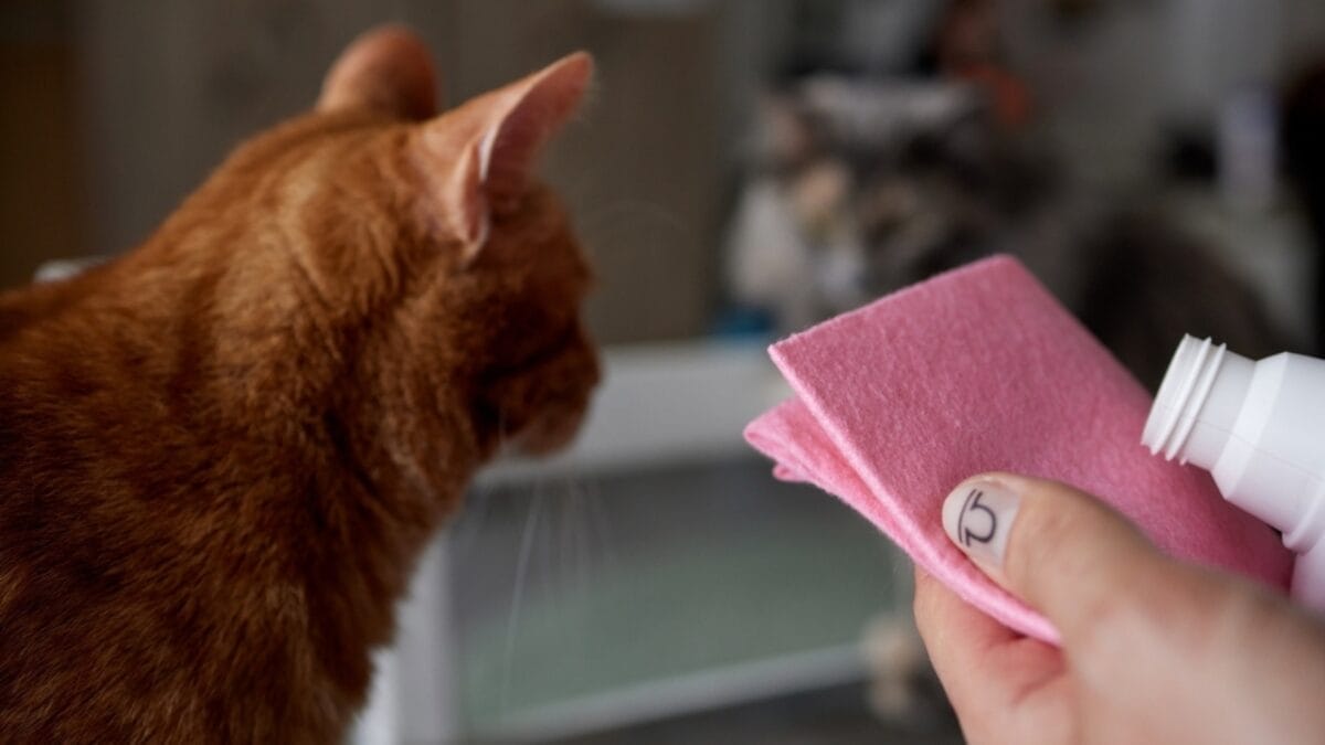 15 Ways to Calm Your Cat's Itchy & Irritated Skin 8 15 Ways to Calm Your Cat's Itchy & Irritated Skin - cat with apple cider ss2273965417