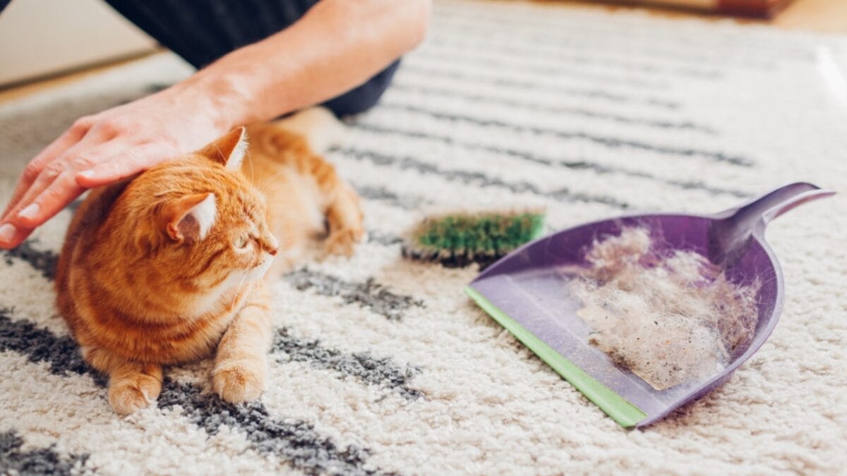 61% of Cats are Overweight: 9 Signs Your Feline Needs Help 3 61% of Cats are Overweight: 9 Signs Your Feline Needs Help - cat with dust dp370120526