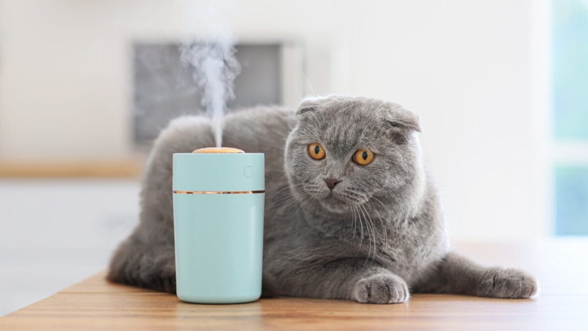 15 Ways to Calm Your Cat's Itchy & Irritated Skin 9 15 Ways to Calm Your Cat's Itchy & Irritated Skin - cat with humidifier dp506861418