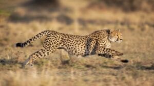 12 of the Fastest Animals in the World 1 12 of the Fastest Animals in the World - cheetah running ss2108534882