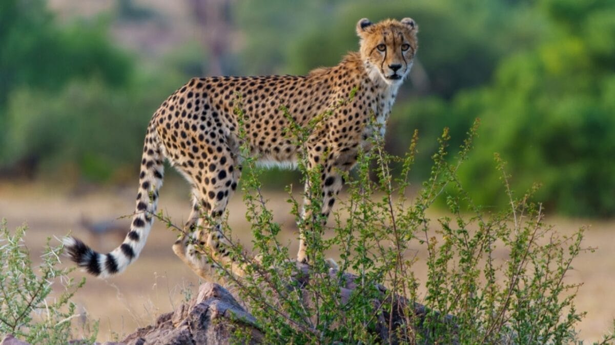 15 Wild Cats That Have Perfected the Art of the Hunt - cheetah ss2418703613