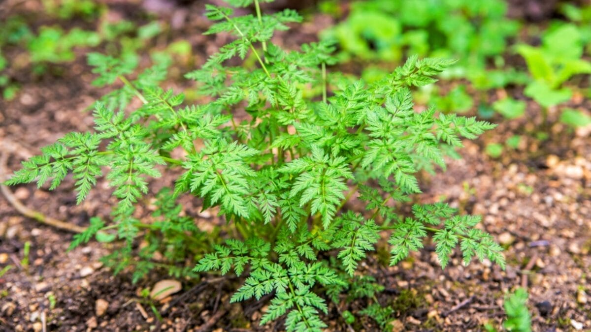 35 Shade-Loving Herbs Perfect for Your Garden 20 35 Shade-Loving Herbs Perfect for Your Garden - chervil dp24345957