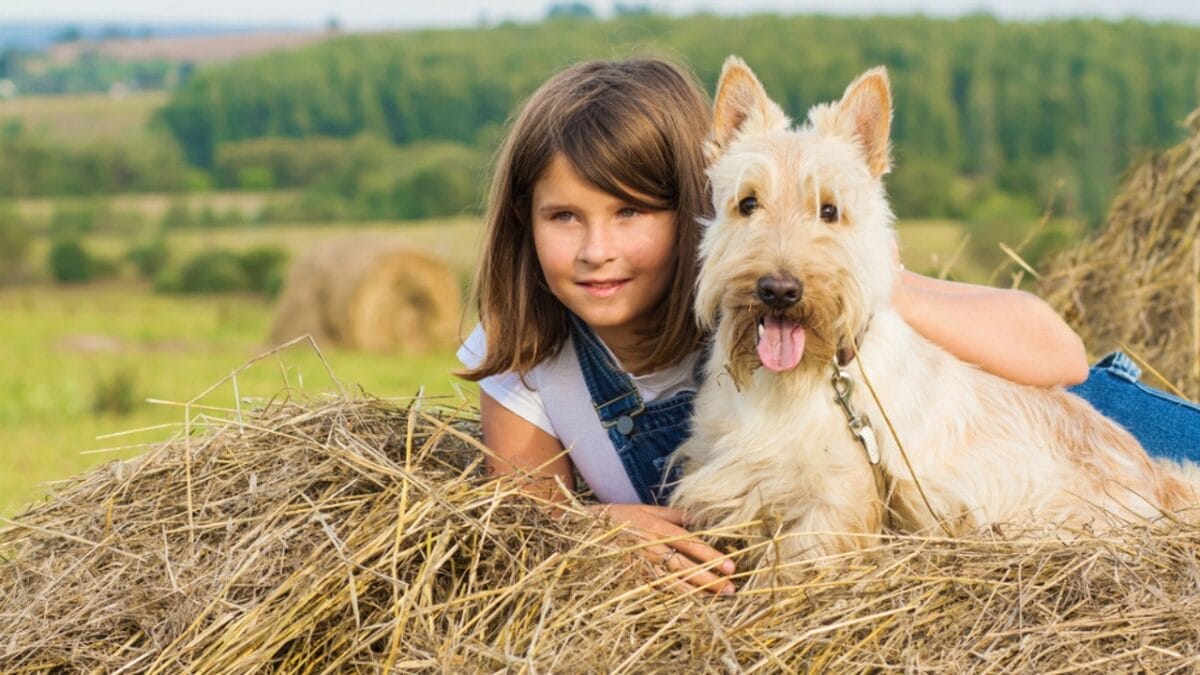 10 Things Every Future Scottish Terrier Dog Owner Should Be Aware Of 9 10 Things Every Future Scottish Terrier Dog Owner Should Be Aware Of - child hugging scottish terrier dog hay ss213662092