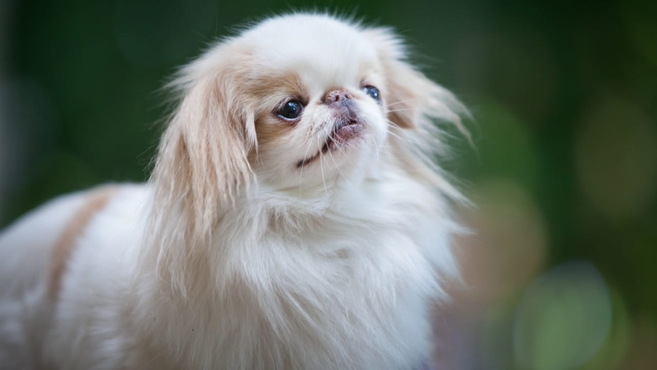 10 Unique Traits That Make the Japanese Chin Irresistible - chin japanese chin dog ss1598756254