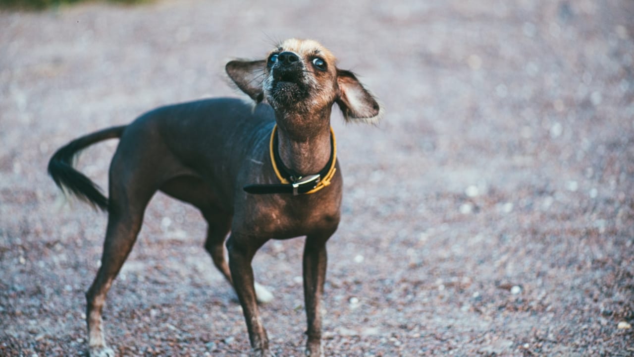 8 Reasons Why Chinese Crested Dogs are Great for Apartment Living 4 8 Reasons Why Chinese Crested Dogs are Great for Apartment Living - chinese crested dog barking ss1651316077