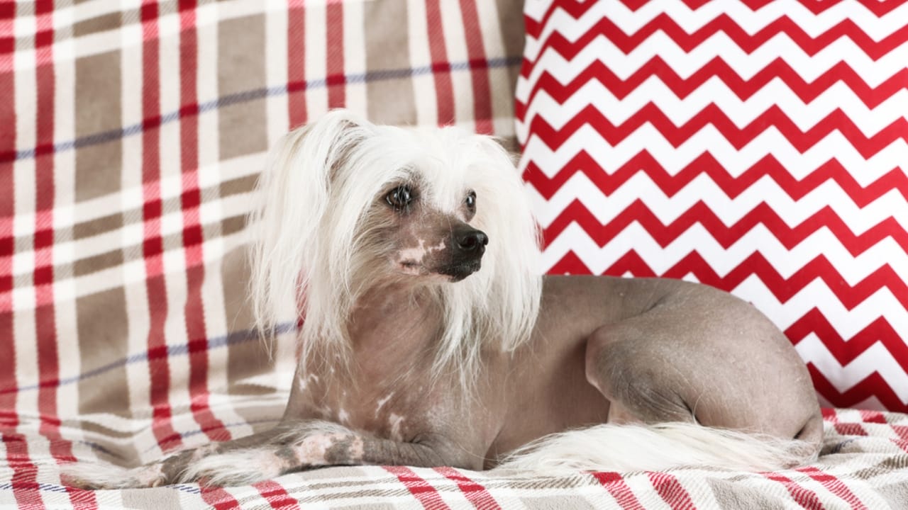 8 Reasons Why Chinese Crested Dogs are Great for Apartment Living 6 8 Reasons Why Chinese Crested Dogs are Great for Apartment Living - chinese crested dog in house ss311208083