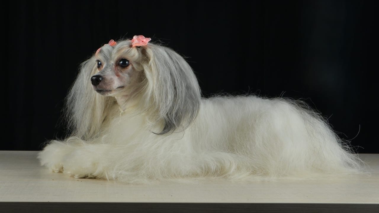 8 Reasons Why Chinese Crested Dogs are Great for Apartment Living 5 8 Reasons Why Chinese Crested Dogs are Great for Apartment Living - chinese crested dog sitting ss2275530301