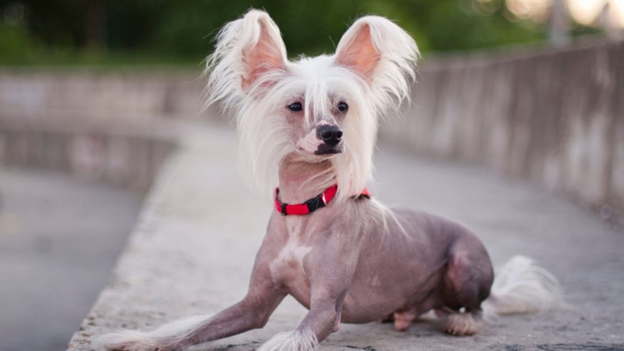These 13 African Dogs Prove Beauty Comes From Resilience 13 These 13 African Dogs Prove Beauty Comes From Resilience - chinese crested dog ss1582767196