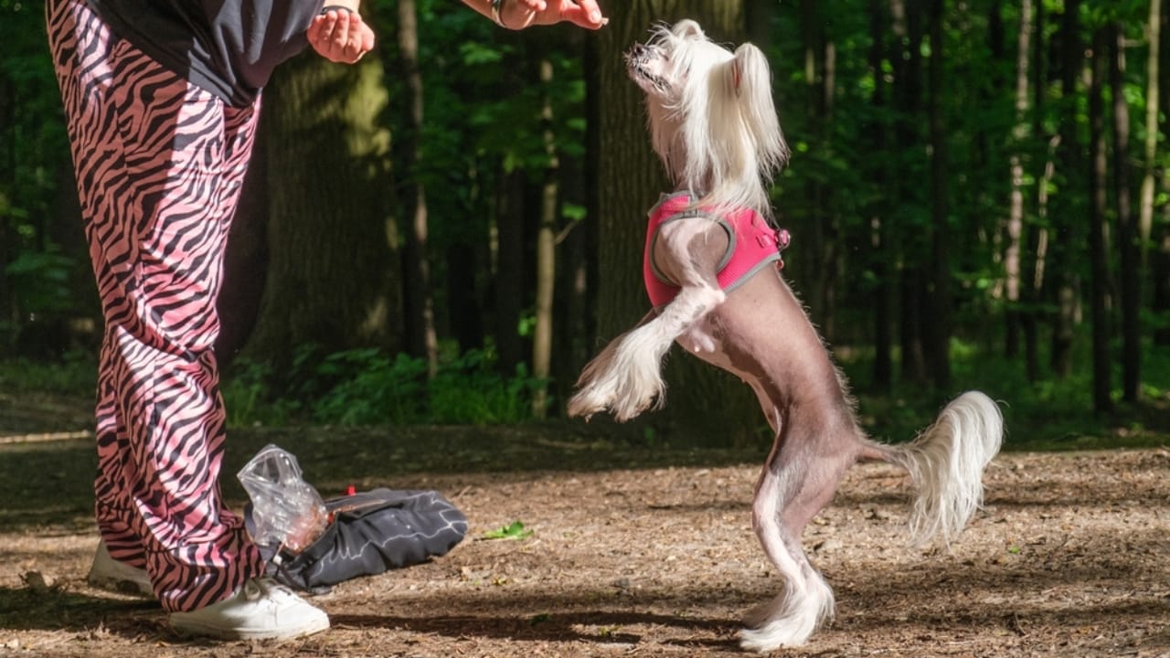 8 Reasons Why Chinese Crested Dogs are Great for Apartment Living 7 8 Reasons Why Chinese Crested Dogs are Great for Apartment Living - chinese crested dog training ss2164607043